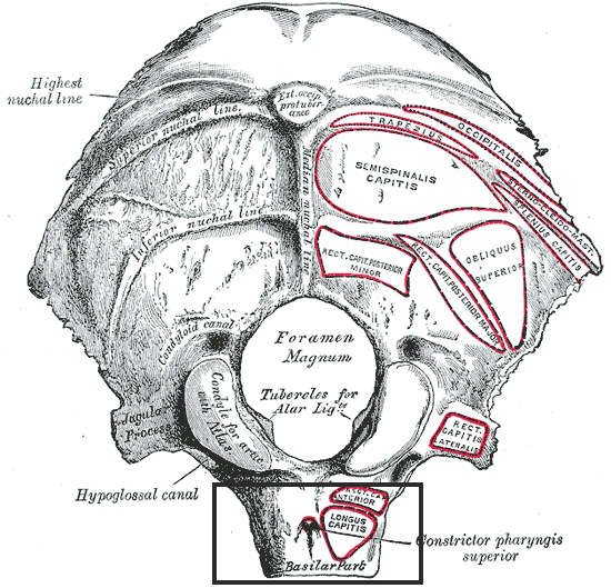 Prednisone and Your Bones: A Patient's Guide to Preventing Silent Skeletal Damage